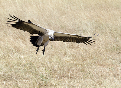 秃鹫降落，马赛马拉国家公园，肯尼亚