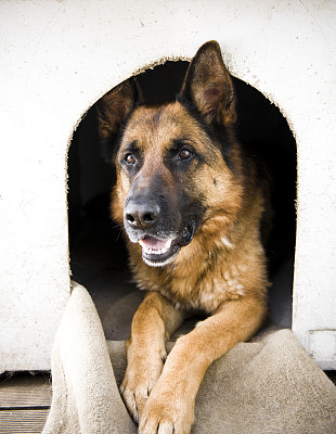 狗舍里面有德国牧羊犬的黑色和棕褐色