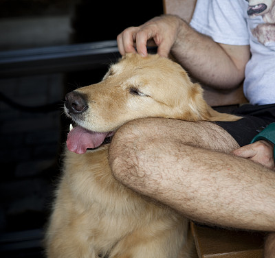 金毛猎犬靠在男人的膝盖上，头部被挠