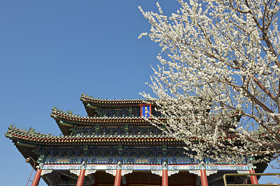 北京公园里盛开的果树和亭子