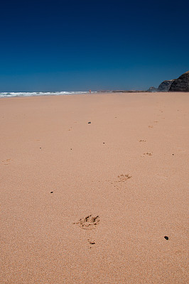 狗的爪子在沙滩上留下足迹