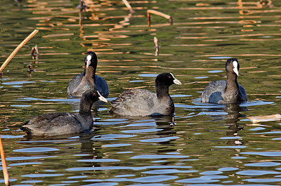 欧亚Coot (Fulica atra)