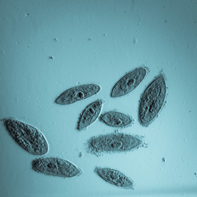草履虫