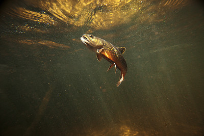 水下野溪鳟鱼
