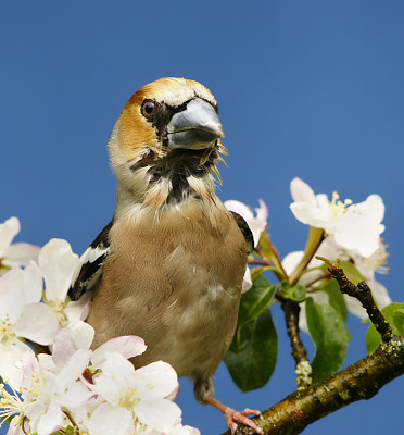 雨后的Hawfinch