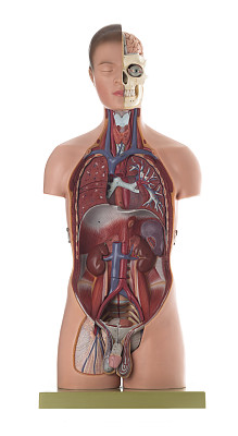 男性人体解剖模型