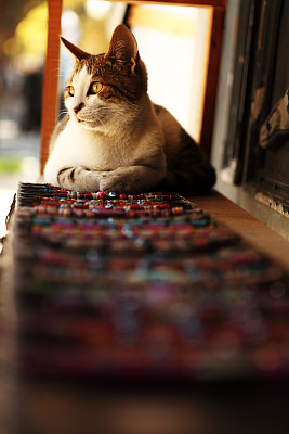 店主的猫-伊斯坦布尔