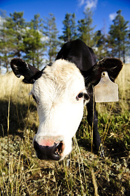牛头围场农场澳大利亚空白标签