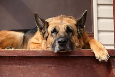 德国牧羊犬