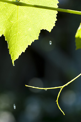 夏雨