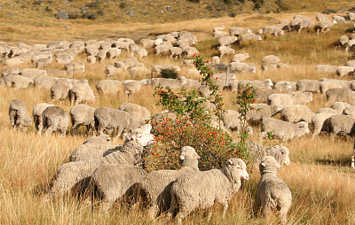 绵羊和莓丛