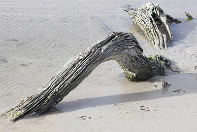 墨西哥湾浮木在阿兰萨斯国家野生动物保护区
