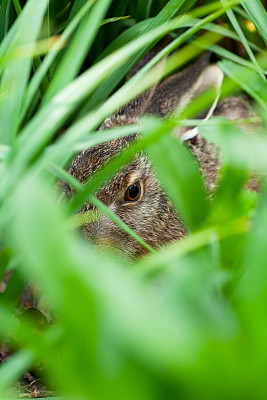 棕色兔子宝宝躲在草丛里