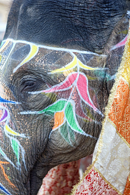 装饰印度大象