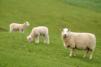 母羊和羊羔