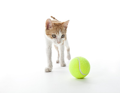 橙色和白色的小猫和一个网球孤立
