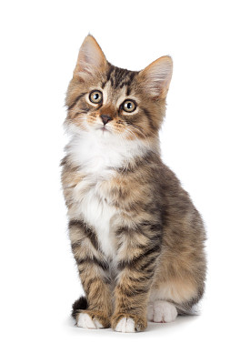 可爱猫背景图片大全 可爱猫背景设计素材 可爱猫背景模板下载 可爱猫背景图库 昵图网soso Nipic Com