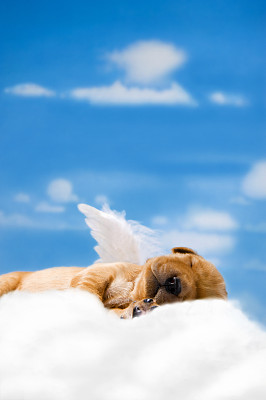 天使的小狗睡觉