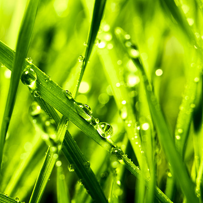 雨滴落在草叶上