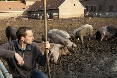 农夫正在和猪一起工作。