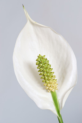 Spathiphyllum,和平莉莉。