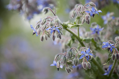 琉璃苣(Borago officinalis)