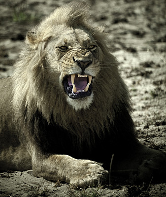 一只雄狮在博茨瓦纳咆哮