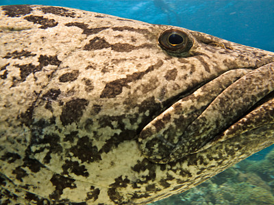 大堡礁澳大利亚巨型土豆鳕鱼