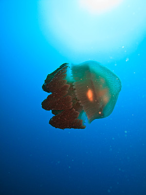 巨型水母漂浮在澳大利亚大堡礁上