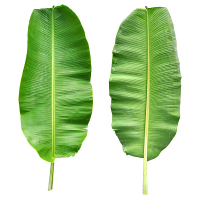 棕榈叶