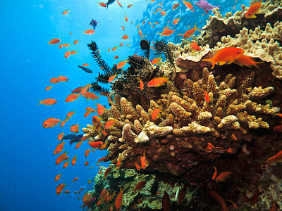 澳大利亚大堡礁上的珊瑚群和士兵鱼
