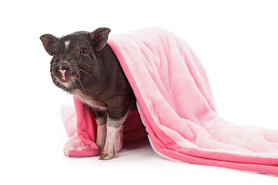 毯子里的猪