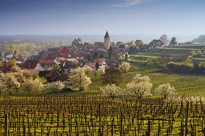 葡萄园和典型的德国村庄在春天