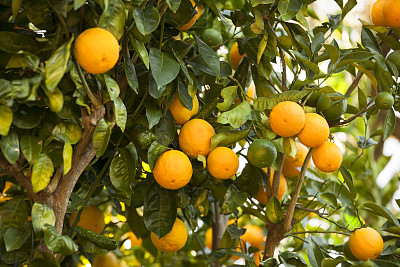成熟的柑橘园