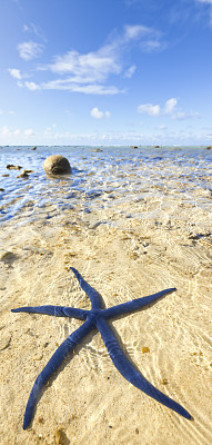 波利尼西亚库克岛海滩上的蓝色海星