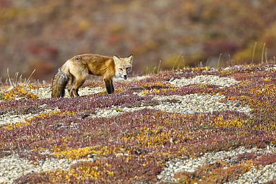 德纳里荒野里，红狐与苔原秋天的颜色混合在一起