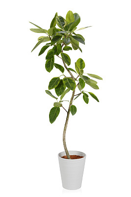 室内植物