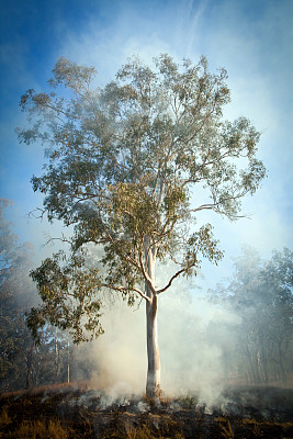 澳大利亚丛林火灾