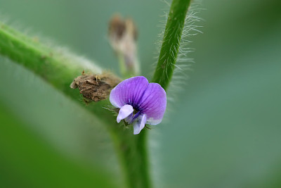 大豆花图片大全 大豆花设计素材 大豆花模板下载 大豆花图库 昵图网soso Nipic Com