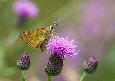 小Skipper(麝香鼠)