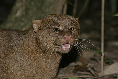 美洲山猫