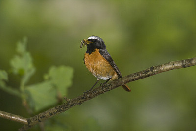 凤尾属常见的小雀形目鸟，原鸟科，现东半球蝇科，在绿色背景上飞行橙色 