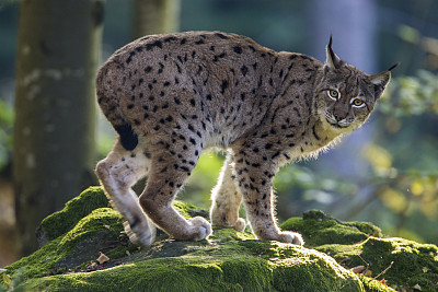 欧亚山猫