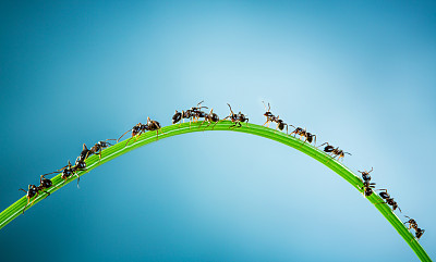 团队的蚂蚁。