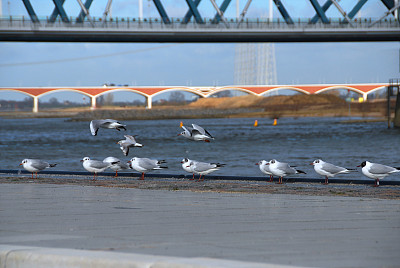 一群海鸥在码头边。