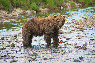 棕熊在阿拉斯加河钓鲑鱼