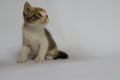 小猫