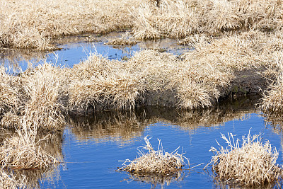 草地和死水在明尼苏达州湿地地区