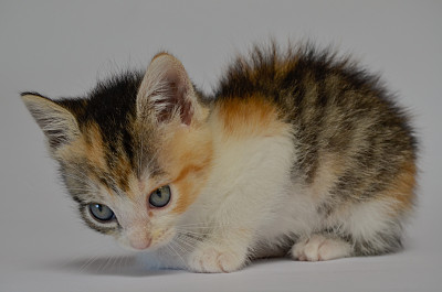 小猫