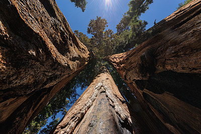 大红杉在美丽的红杉国家公园